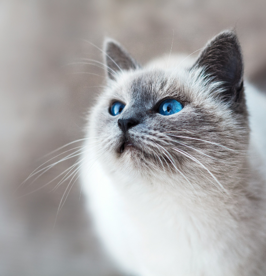 Blue-eyed cat looking up, symbolizing emergency vet care in Duarte, California at UrgentPaws.