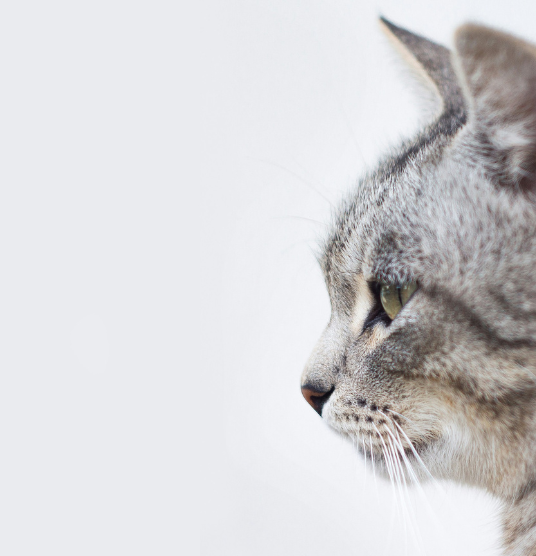 Cat looking out the window, representing compassionate euthanasia services at UrgentPaws, providing gentle end-of-life care for pets.