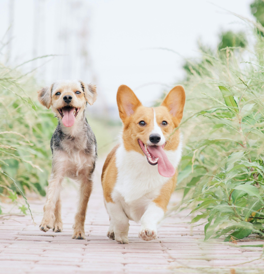 Two dogs running together, highlighting UrgentPaws urgent vet care for pet fever symptoms like lethargy, warm ears, and loss of appetite.