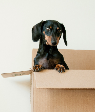 Dog popping out of a cardboard box, symbolizing UrgentPaws urgent vet care for pet itching, skin rashes, and other non-life-threatening skin conditions.