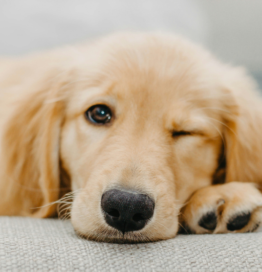 Golden retriever puppy resting, representing UrgentPaws urgent vet care for pet lethargy and malaise, including low energy and unusual tiredness.