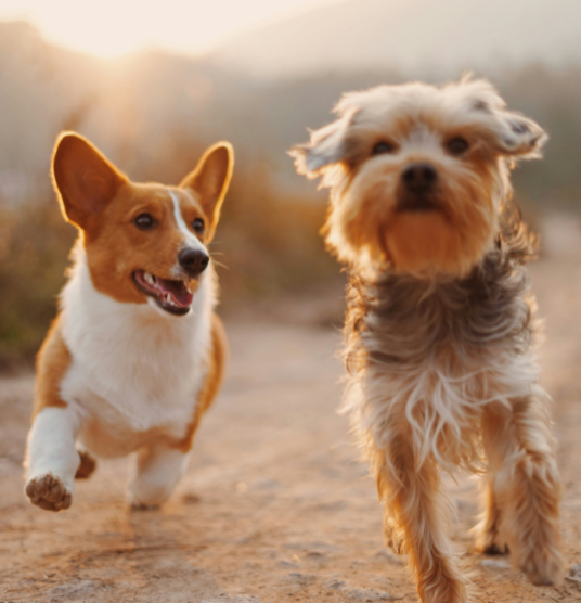 Two dogs running, highlighting UrgentPaws urgent vet care for pet limping, lameness, or mobility issues in dogs and cats.