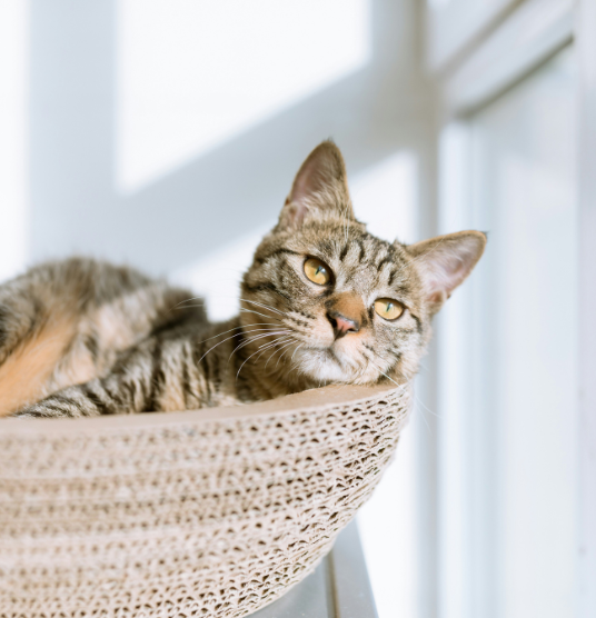 Cat resting in a basket by a window, symbolizing UrgentPaws veterinary care for pet urinary problems such as straining, accidents, or blood in urine.