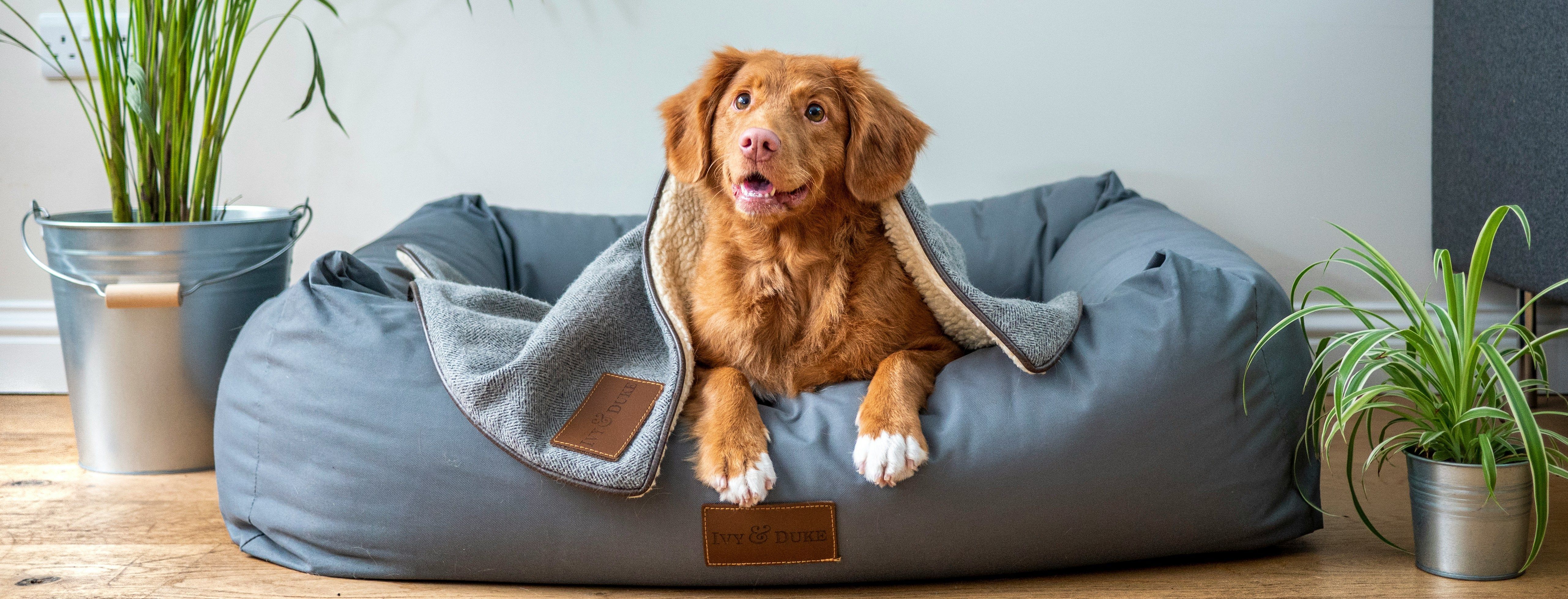 Dog resting in a cozy dog bed at UrgentPaws, where veterinarians provide expert care for pets experiencing sneezing, coughing, and other respiratory issues.