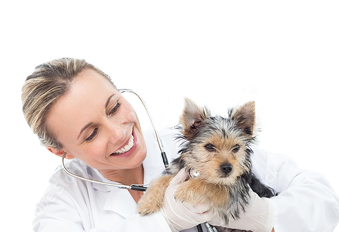 Dog high five