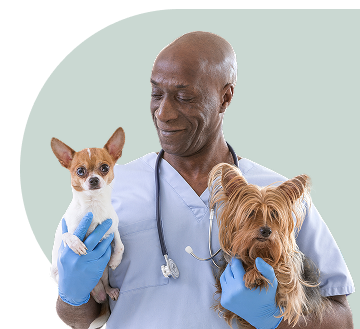 Veterinarian holding two small dogs