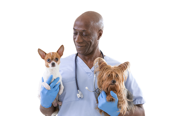 Veterinarian holding two small dogs