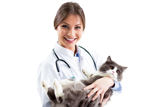 Veterinarian holding two small dogs