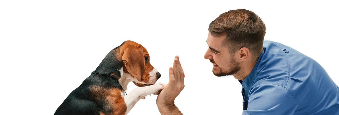 Dog high five