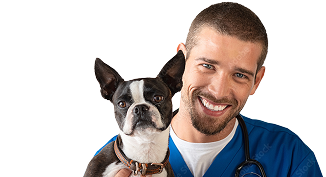 Dog high five