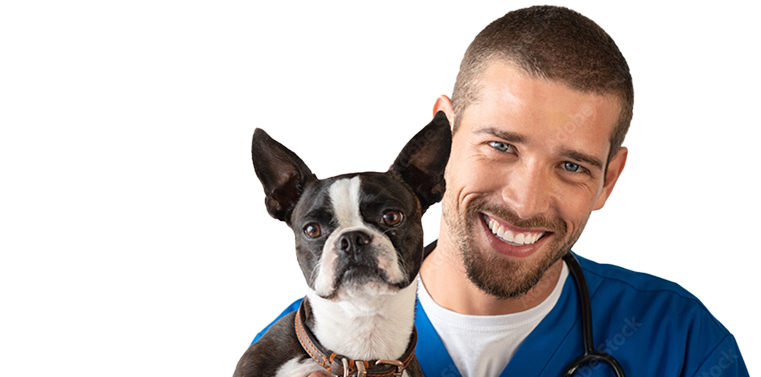 Dog high five