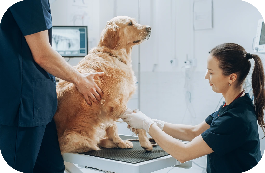 Veterinarian caring for a dog